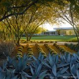 A geometric planting of agave, trees, and small, round topiaries arranged in symmetrical rows, with a ranch-style home visible in the background