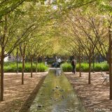 A long, rectangular water feature leads down through two evenly arranged paths of planted trees, with people visible in the distance