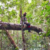 A man sits on a tree trunk surrounded by many green vines.