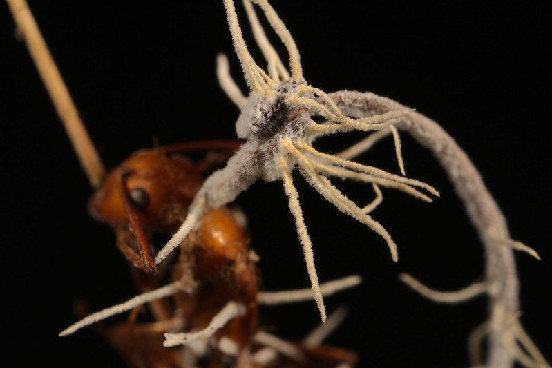 A dead ant clings to a plant, infested with fungus