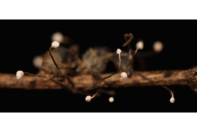 A dead ant clings to a plant, infested with fungus