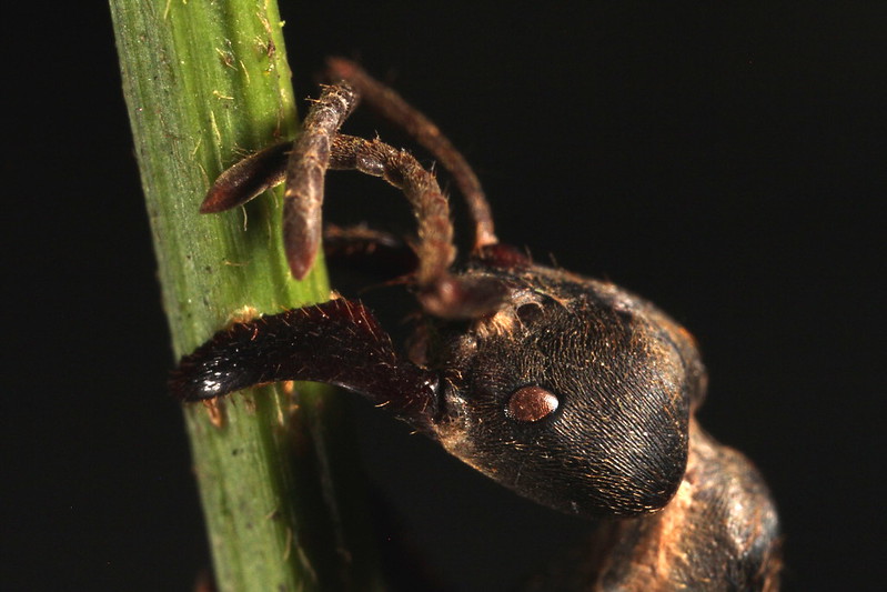 A dead ant clings to a plant, infested with fungus