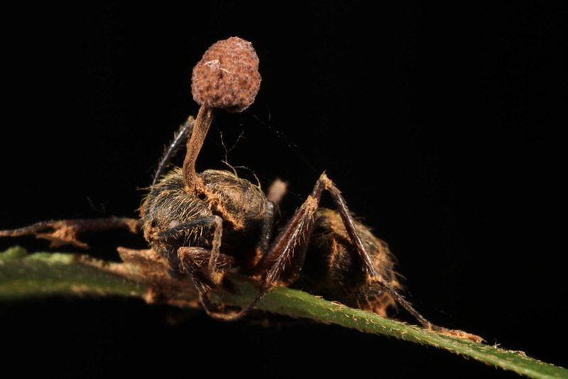 A dead ant clings to a plant, infested with fungus