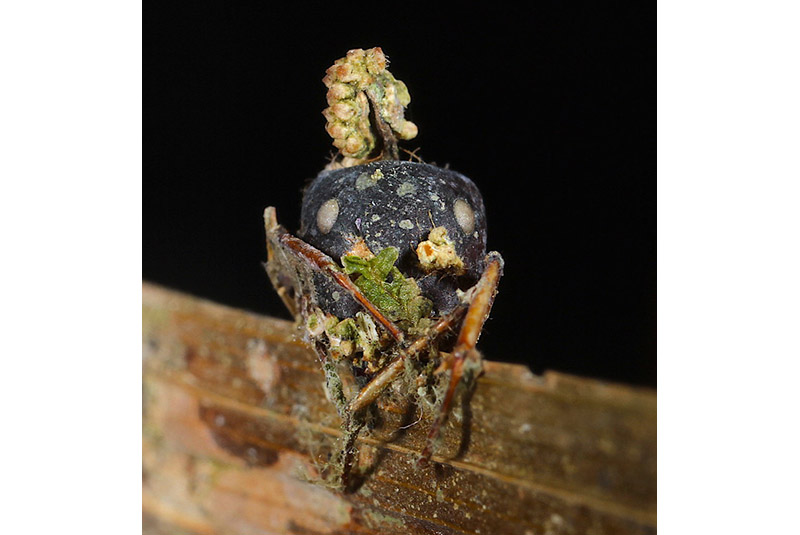 A dead ant clings to a plant, infested with fungus