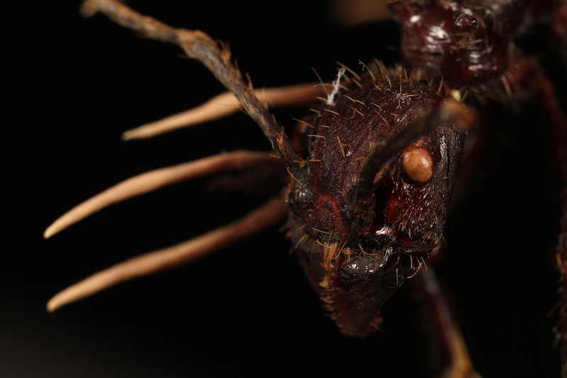 A dead ant clings to a plant, infested with fungus