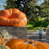 Photo of a bright orange multi-hundred pound pumpkin on a crate