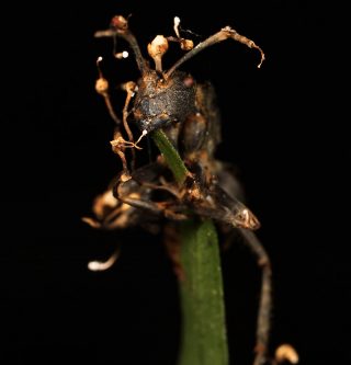 A dead ant clings to a leaf, fungus emerging from its body