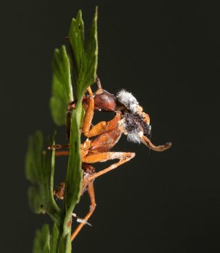 A deceased ant clings to a green leaf, fungus sprouting from its head