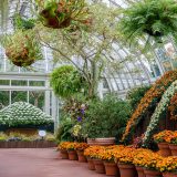 White and orange chrysthanthemums in dome and waterfall shapes.