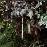 Yellow sap drips from the branch of a conifer