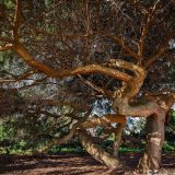A hemlock tree