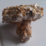 A mushroom-shaped item has been created from wood and bits of fuzzy mycelium