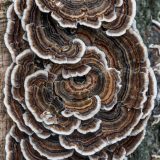 Photo: Winter Mushrooms