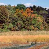 A fall wetland of browning reeds sits ahead of a forest of deciduous trees