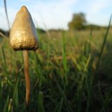 Psilocybe_semilanceata mushroom in field