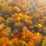 Thain Family Forest aerial shot in fall