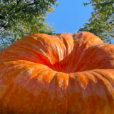 Giant Pumpkin