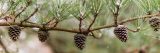 Several brown pine cones grow from an evergreen branch covered in snow