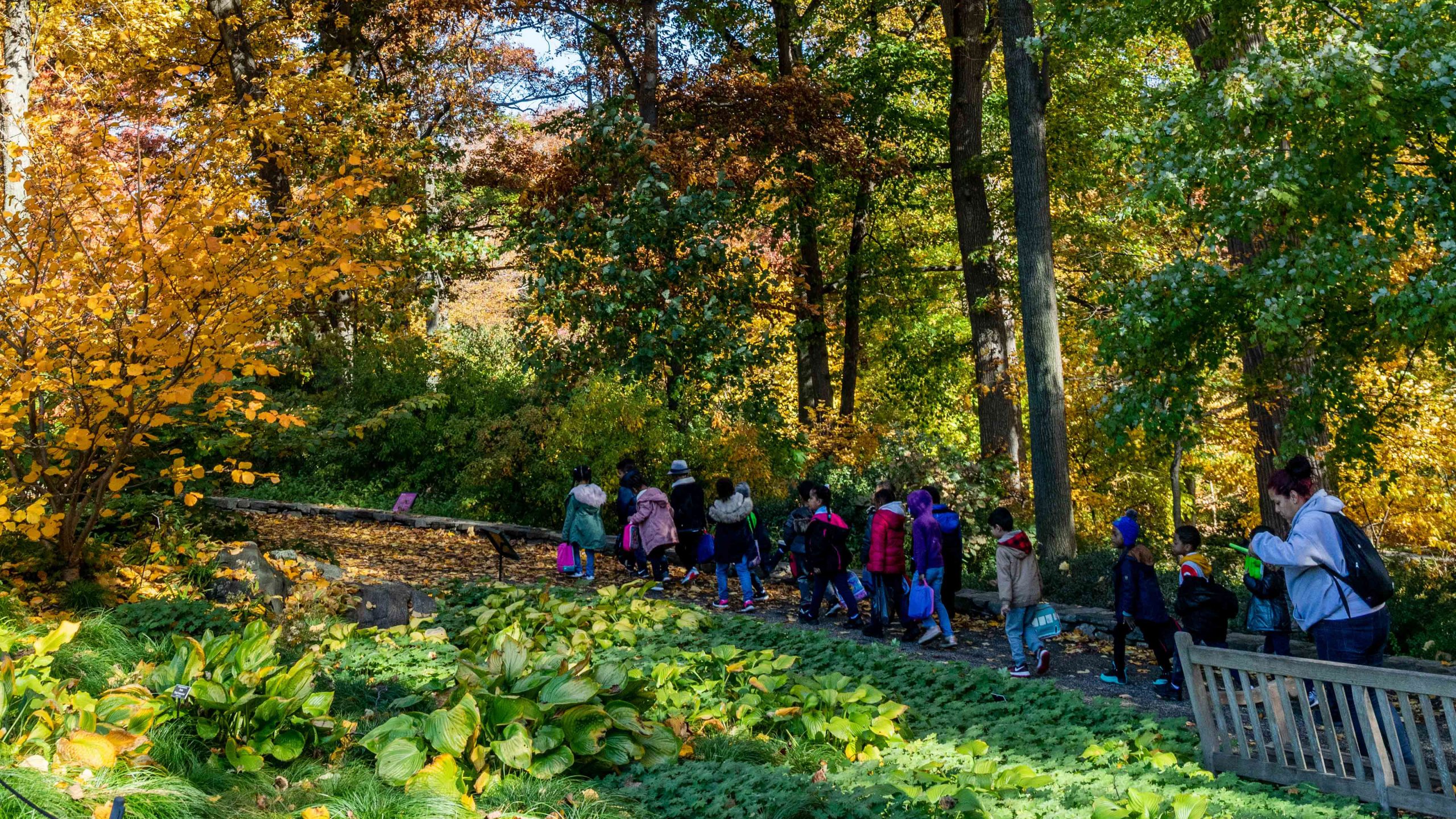 A group of children walking among yellow, fall, and red trees