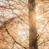 A tall tree branch surrounded by yellowing needles is lit by the sun from behind