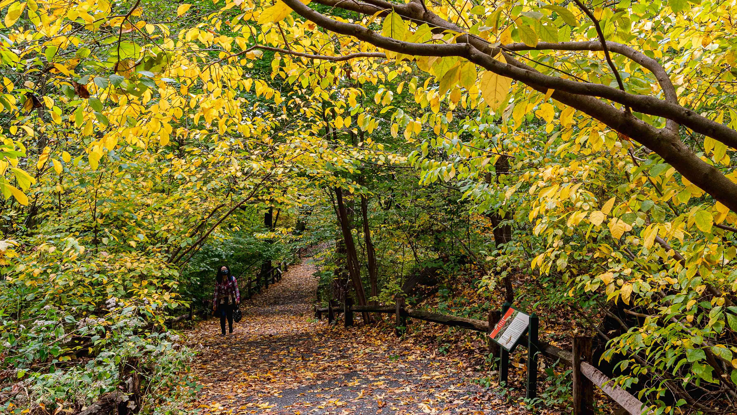 Yellow and Green leaves in the Thain Family Forest