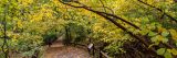 Yellow and Green leaves in the Thain Family Forest