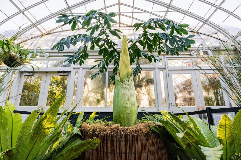 A tall green flower bud grows surrounded by tropical foliage