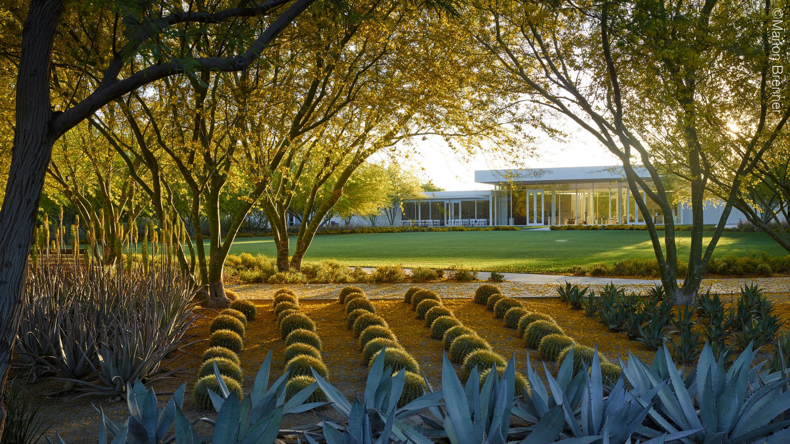 A geometric planting of agave, trees, and small, round topiaries arranged in symmetrical rows, with a ranch-style home visible in the background