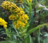 A spray of bright yellow flowers grows out from rich green foliage