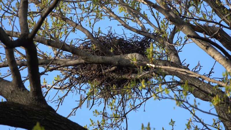A nest of sturdy twigs is built on a tree branch, blue sky visible above