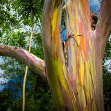 A colorful tree trunk displays rainbow colors