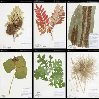 A colorful selection of pressed plant specimens featuring leaves and flowers