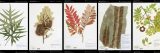 A colorful selection of pressed plant specimens featuring leaves and flowers