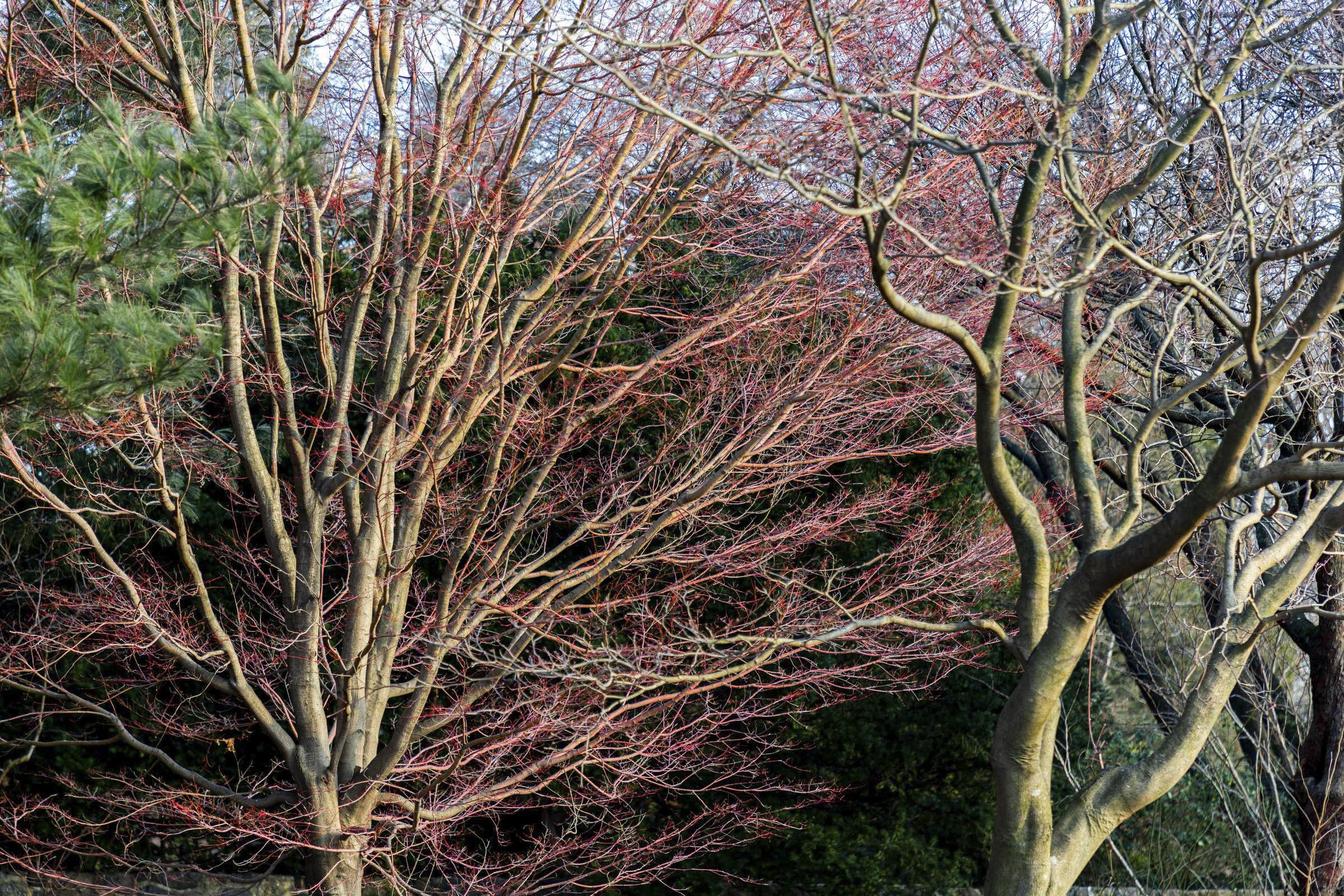 The barren branches of winter trees form unique shapes