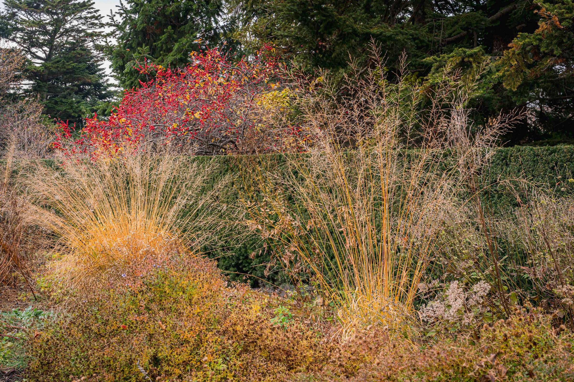 Dried grasses and barren bush stems form a sunny winter scene