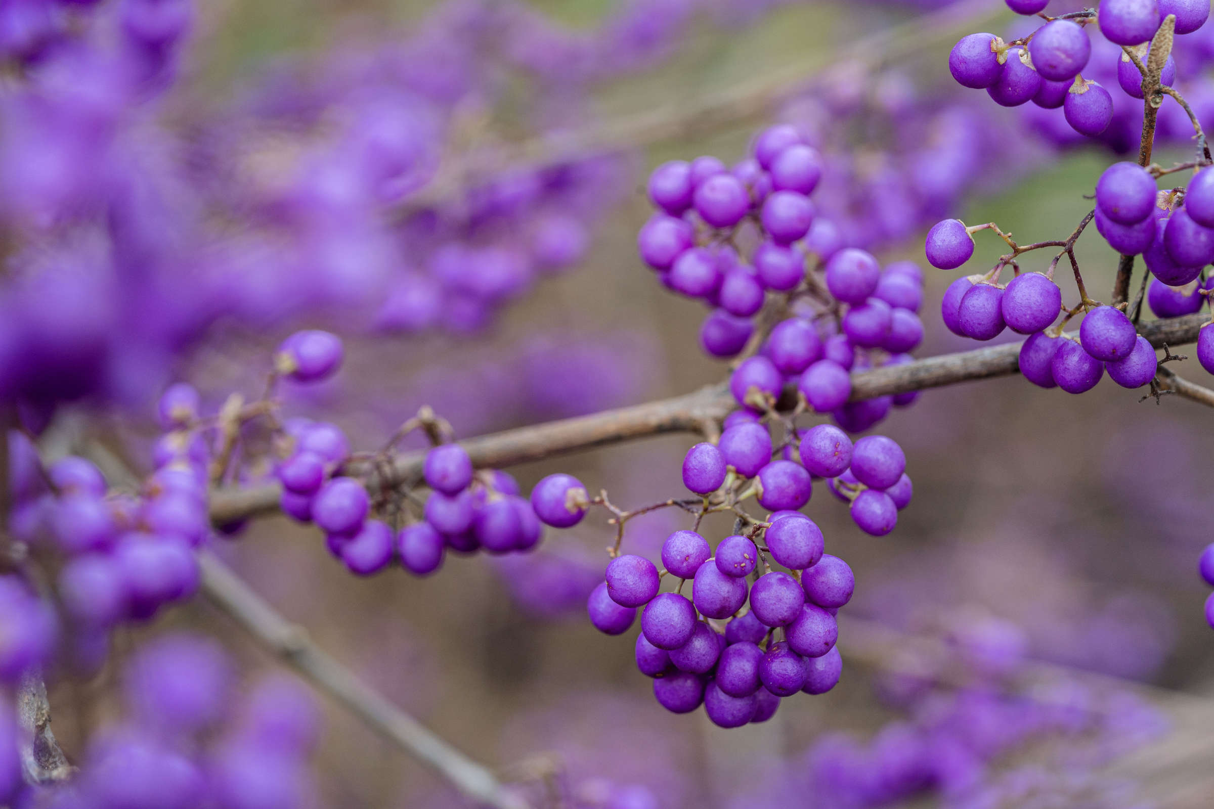 Vibrant purple berries cover a dark, otherwise barren plant stem
