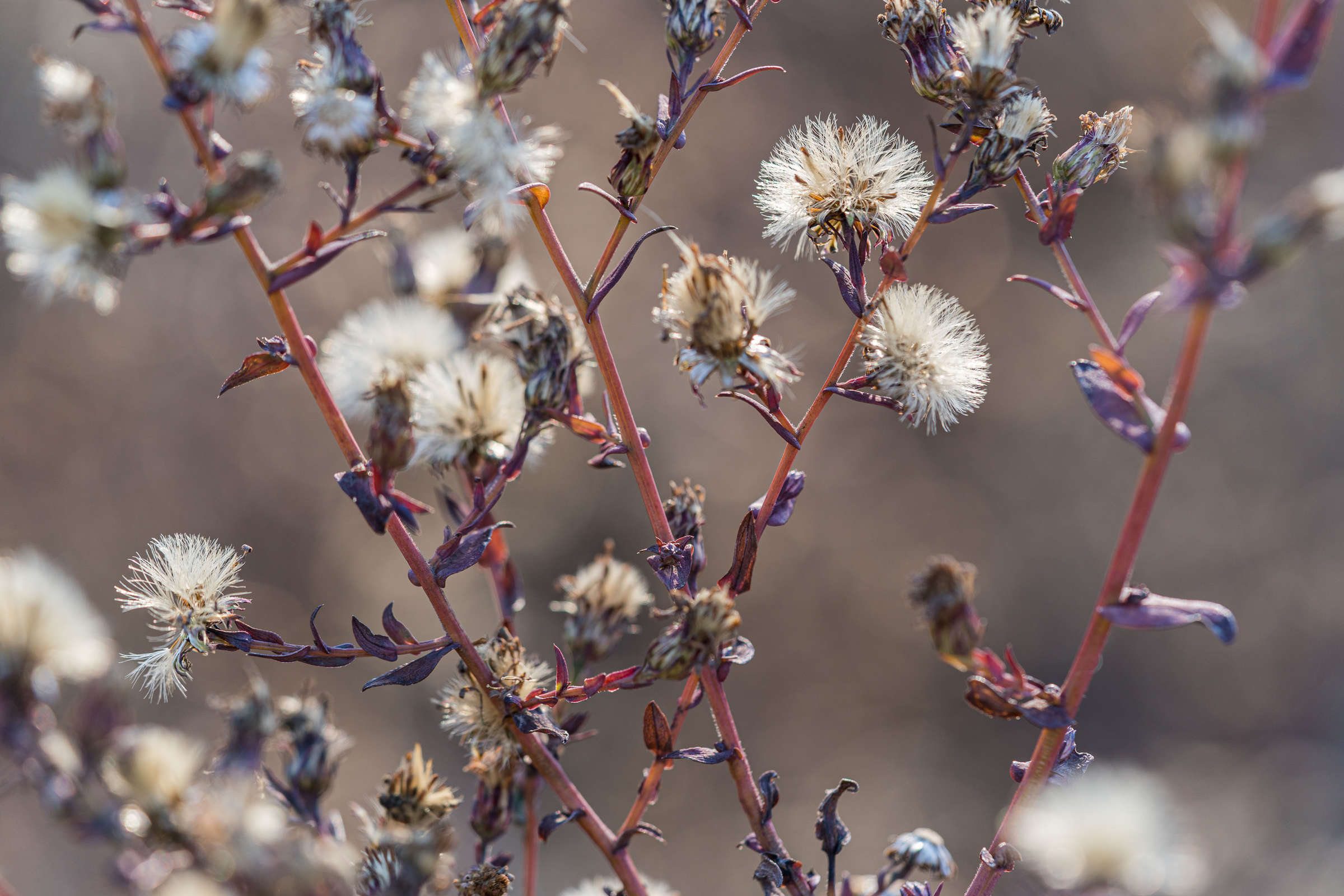 A series of dry seed heads with puffs of white emerging from their tops