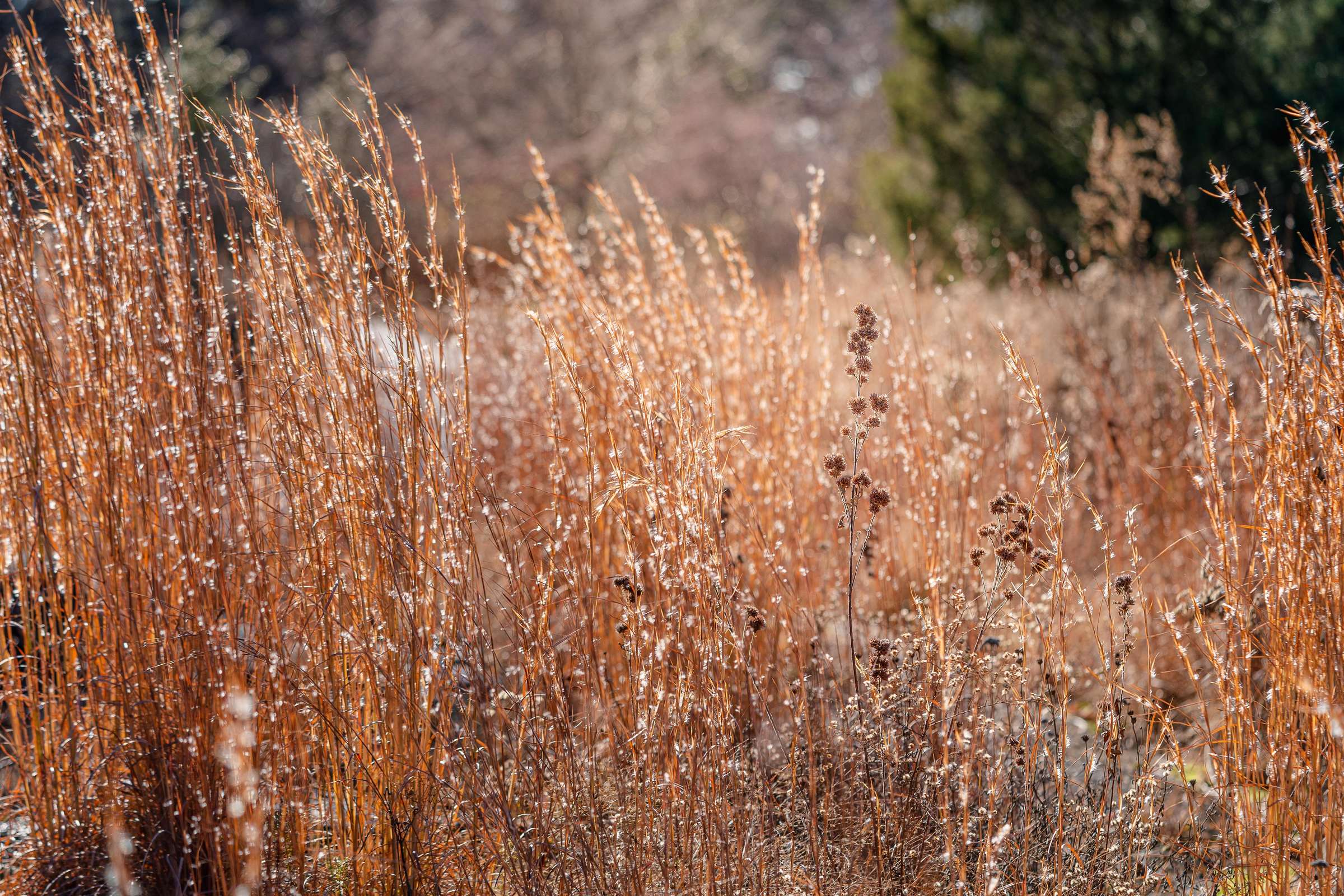Tall, dry brown grasses wave in a breeze
