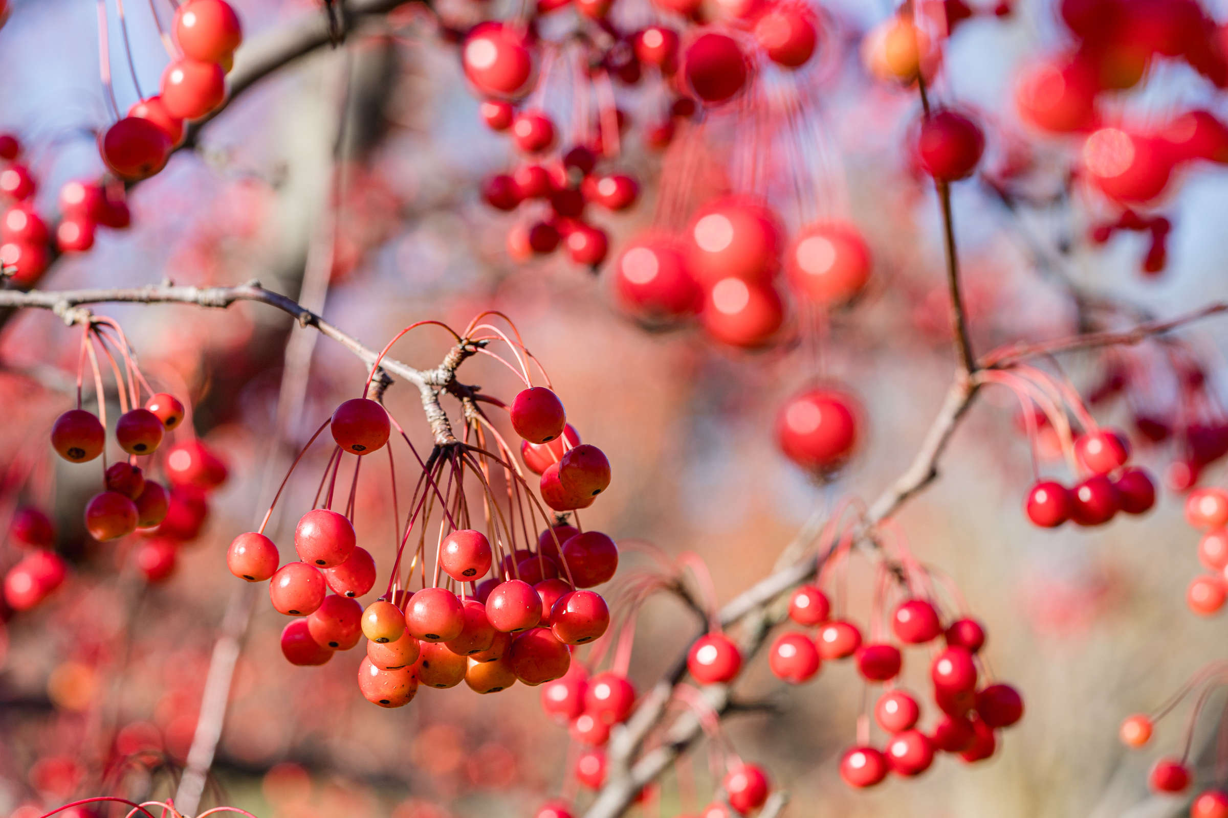 Vivid red berries form a cloud of color on otherwise bare, brown branches