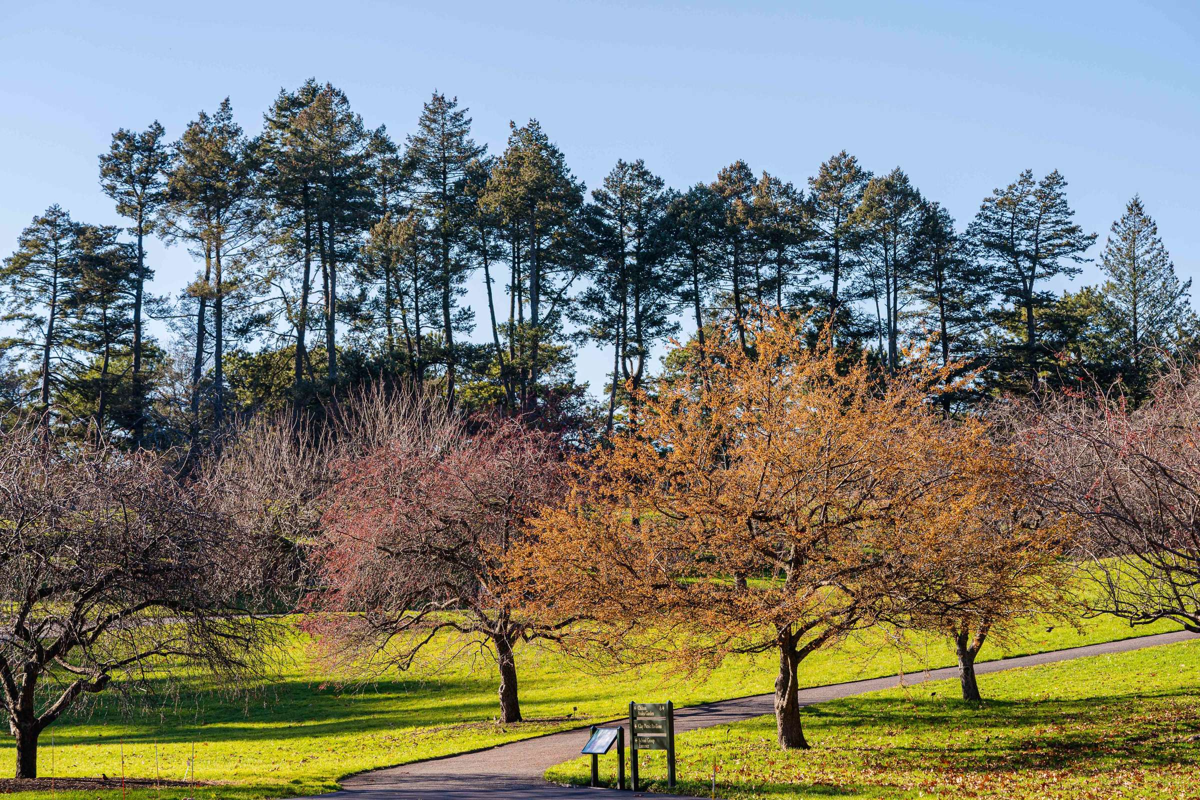 Short, wide trees covered in yellow and red berries fill the landscape