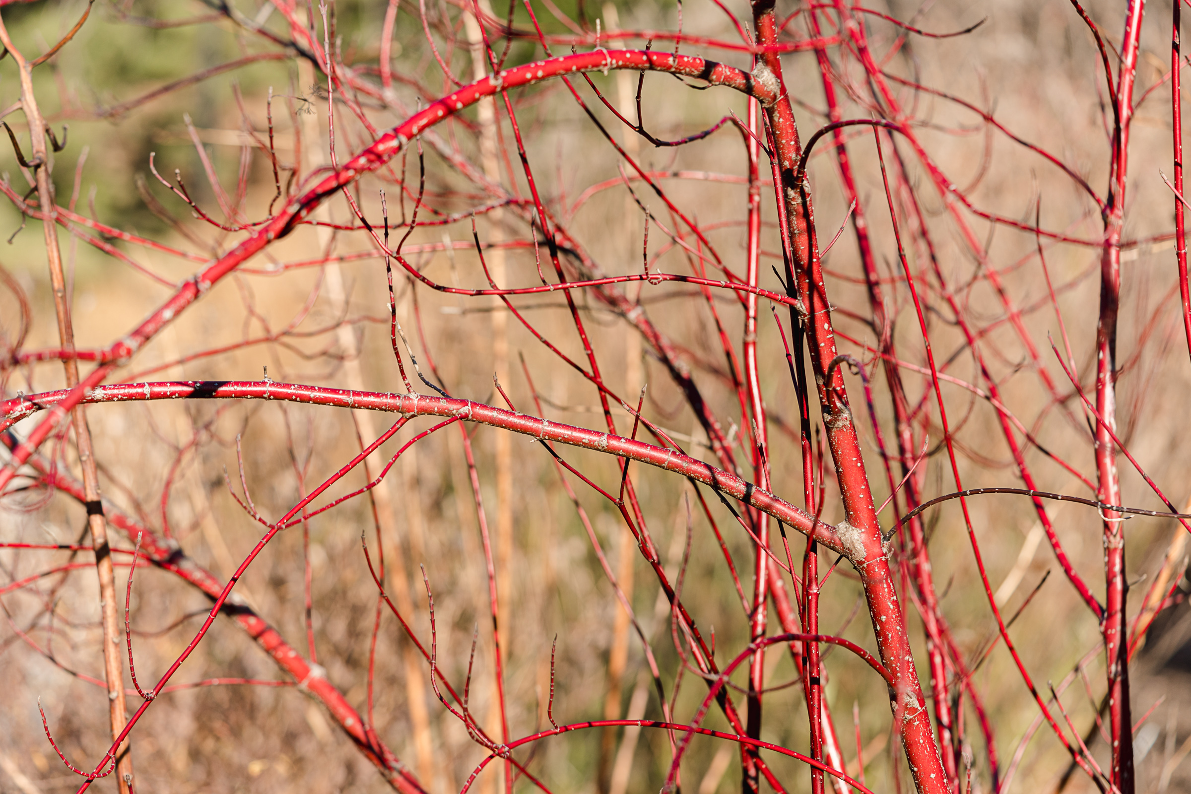 Bright red stems grow amid dry brown grasses