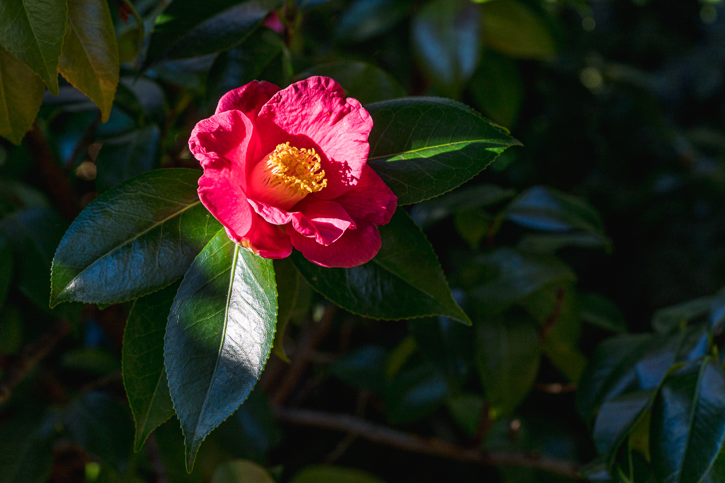 A bright pink flower blooms among green foliage in the sunlight