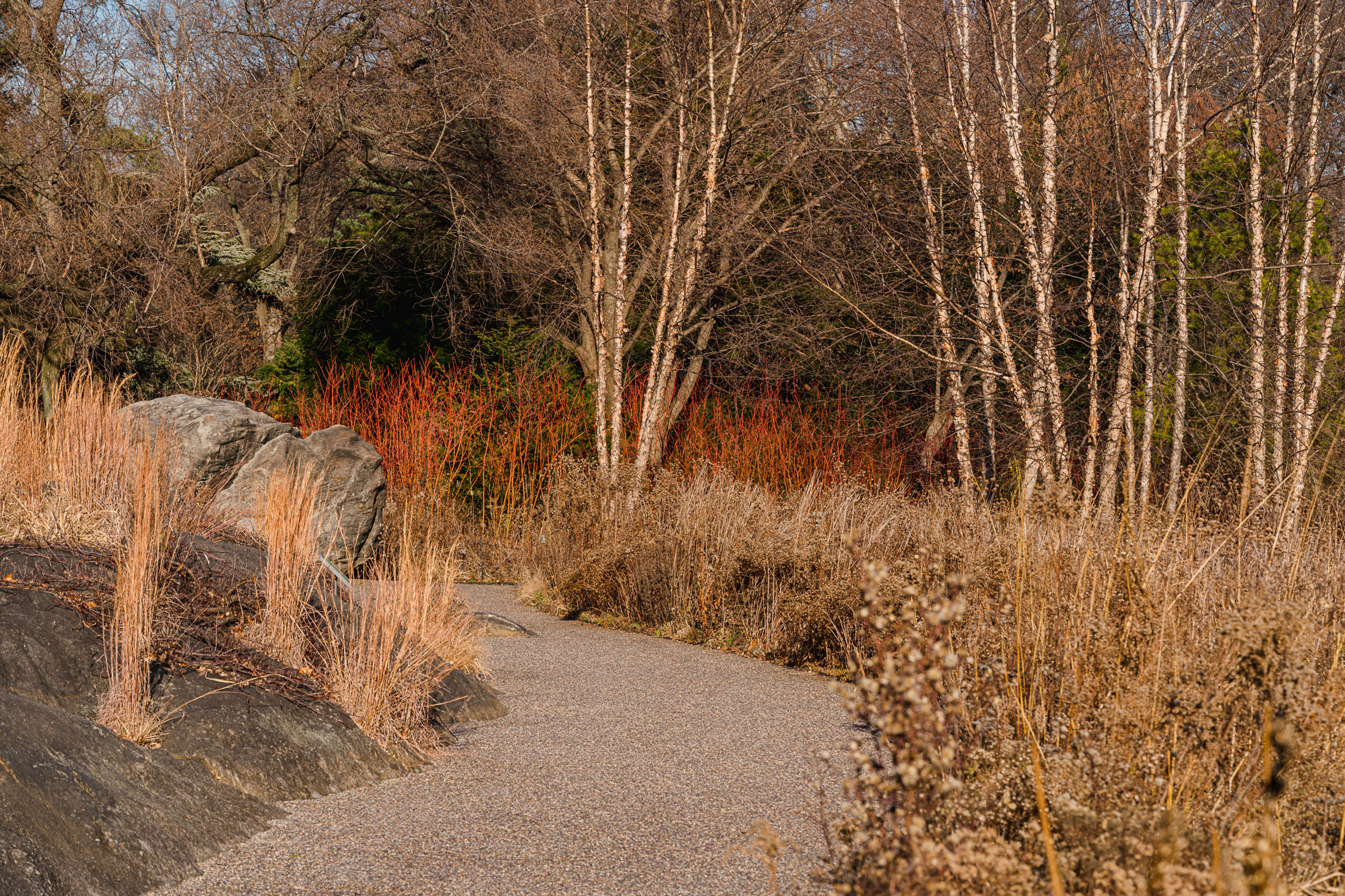 A path winds through plantings of bare trees and tall grass