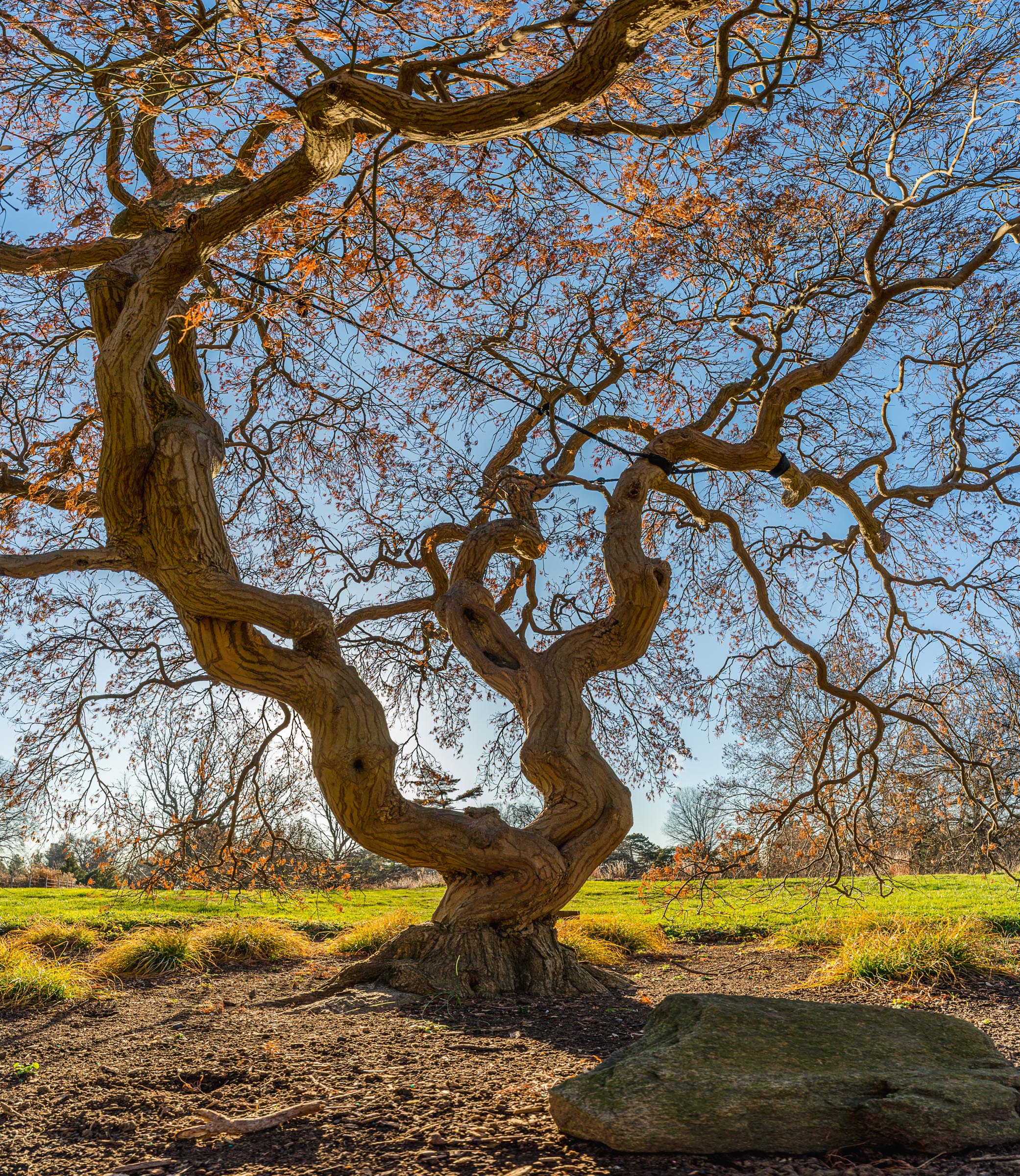 A gnarled, uniquely twisted tree trunk stretches in curls up toward the sky