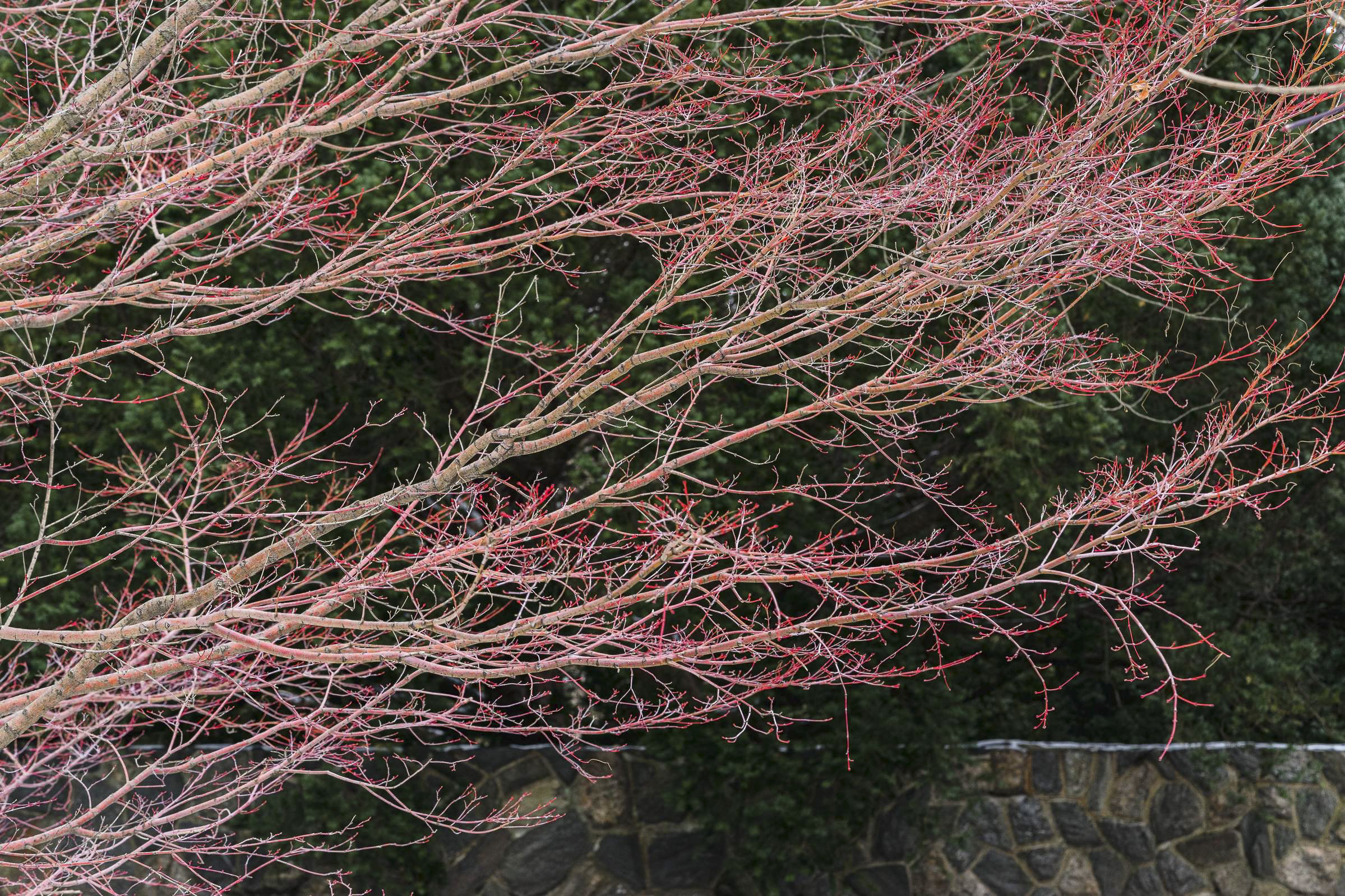 Subtly hued red branches stretch out into the air