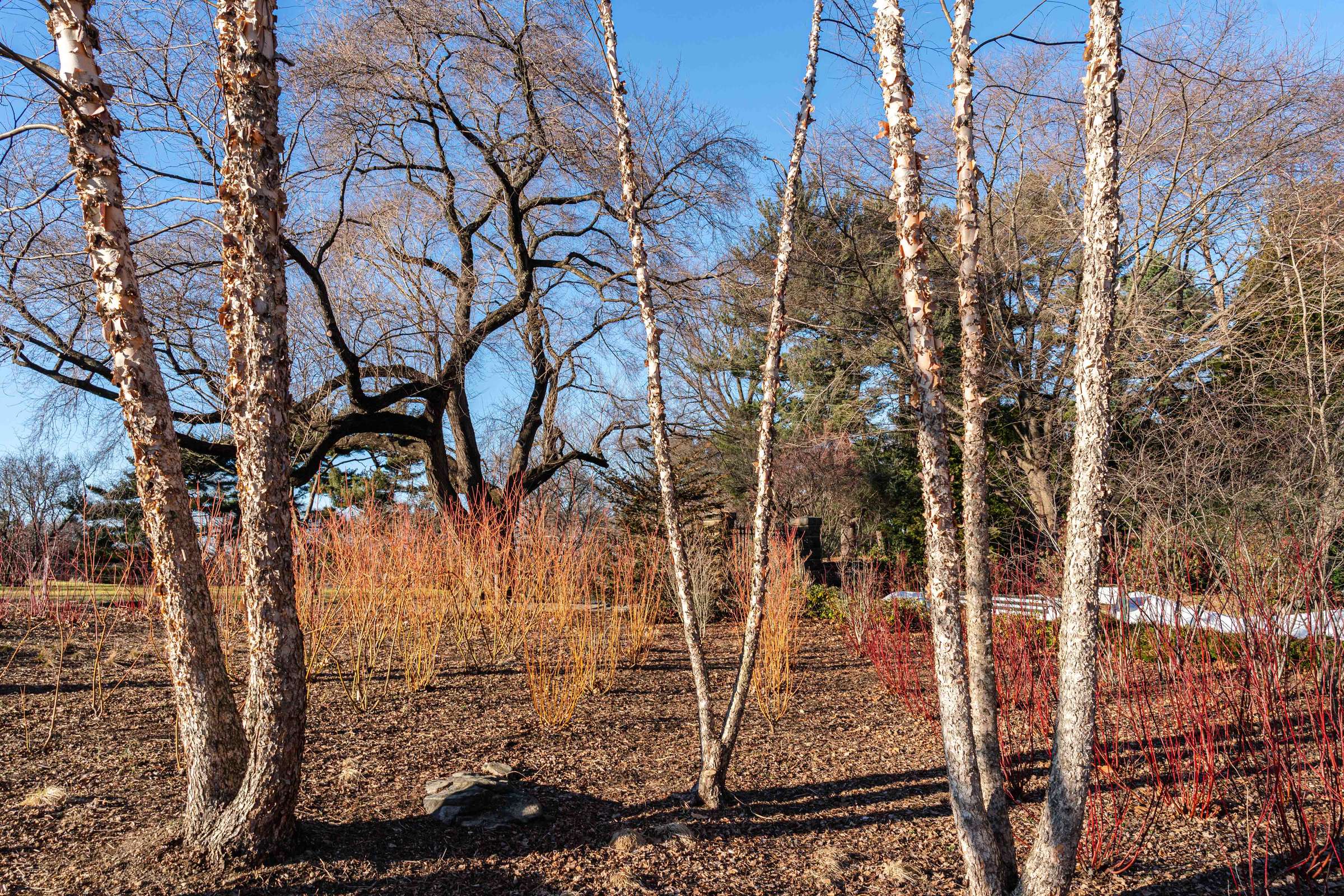 Bright-stemmed red dogwoods grow amid bare trees