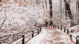 A woman walks down a bright, snowy forest path