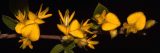 Four bright yellow flowers grow along a stem of green leaves