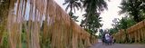 People walk along a path lined with plant fiber