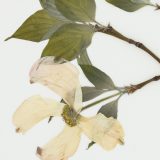 Pale yellow pressed flower of four large petals with presed green leaves on a pale grey background of a herbarium specimen of a dogwood flower.